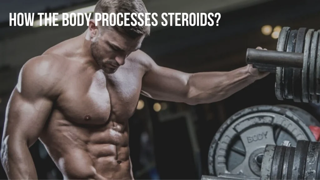 how the body processes steroids